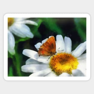 Skipper on a Daisy Sticker